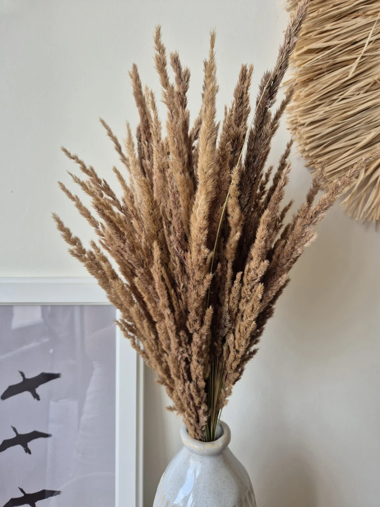 Bukiet Sepia - Boho suszone naturalne trawy 100 sztuk 68cm