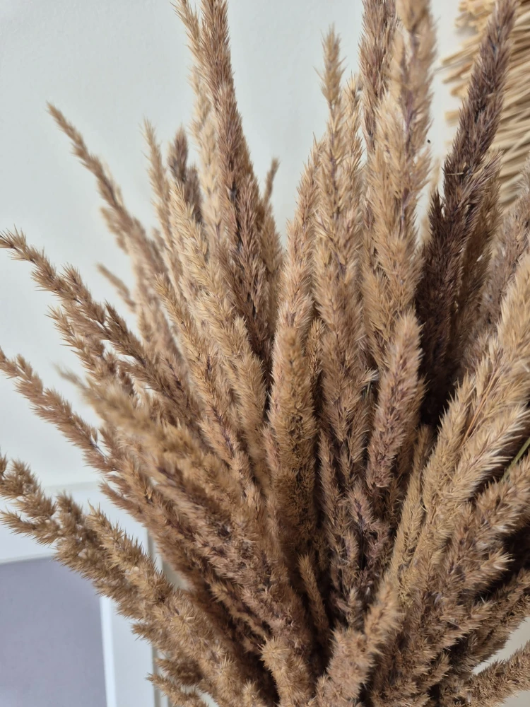 Bukiet Sepia - Boho suszone naturalne trawy 100 sztuk 68cm