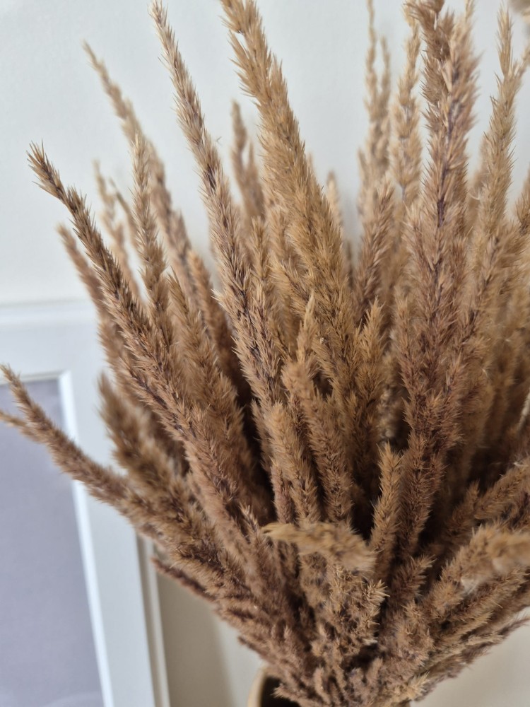 Bukiet Sepia - Boho suszone naturalne trawy 100 sztuk 60cm
