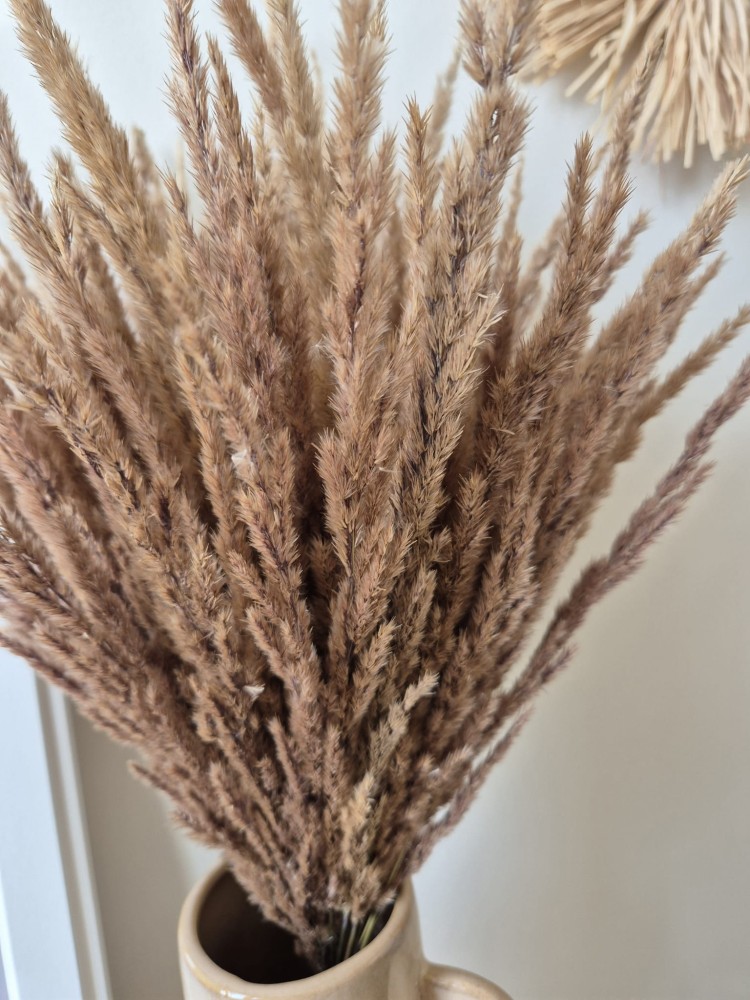Bukiet Sepia - Boho suszone naturalne trawy 100 sztuk 60cm