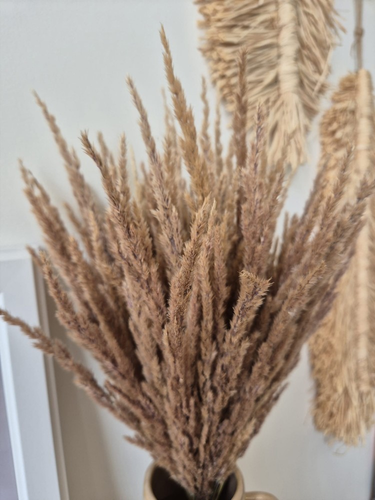 Bukiet Sepia - Boho suszone naturalne trawy 100 sztuk 60cm