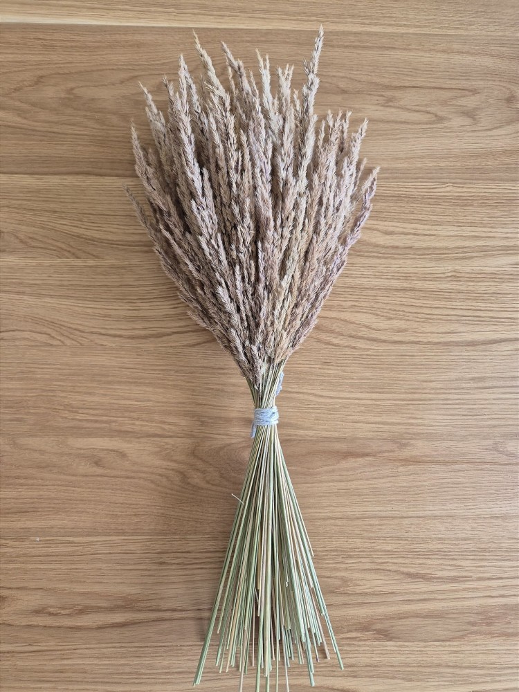 Bukiet Sepia - Boho suszone naturalne trawy 100 sztuk 60cm