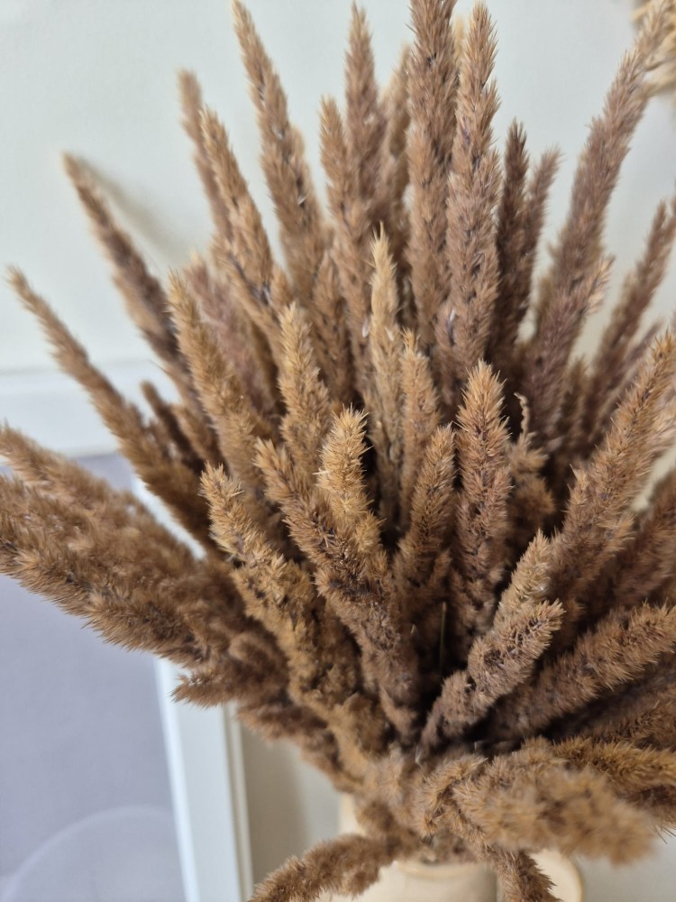 Bukiet Sepia - Boho suszone naturalne trawy 100 sztuk 58cm